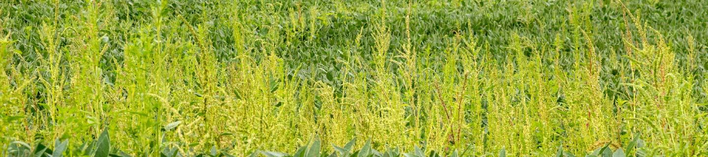 palmer amaranth
