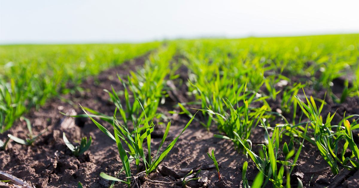 Winter wheat field
