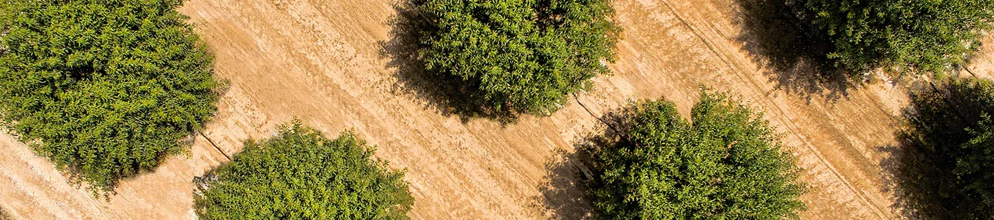 aerial of almond orchard