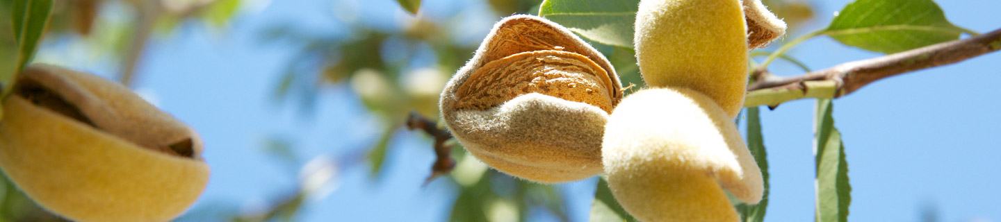 Almond image