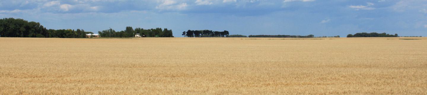 Wheat field in the spring