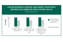 Italian Ryegrass Control and Wheat Yields with Anthem Flex Herbicide