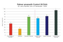 Palmer Amaranth Control with Authority Edge Herbicide 