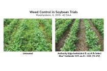 Weed Control in Soybean Trials