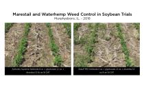 Marestail and Waterhamp Weed Control in Soybean Trials