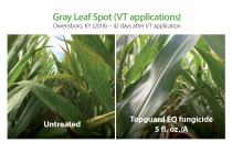 Gray Leaf Spot Comparison 