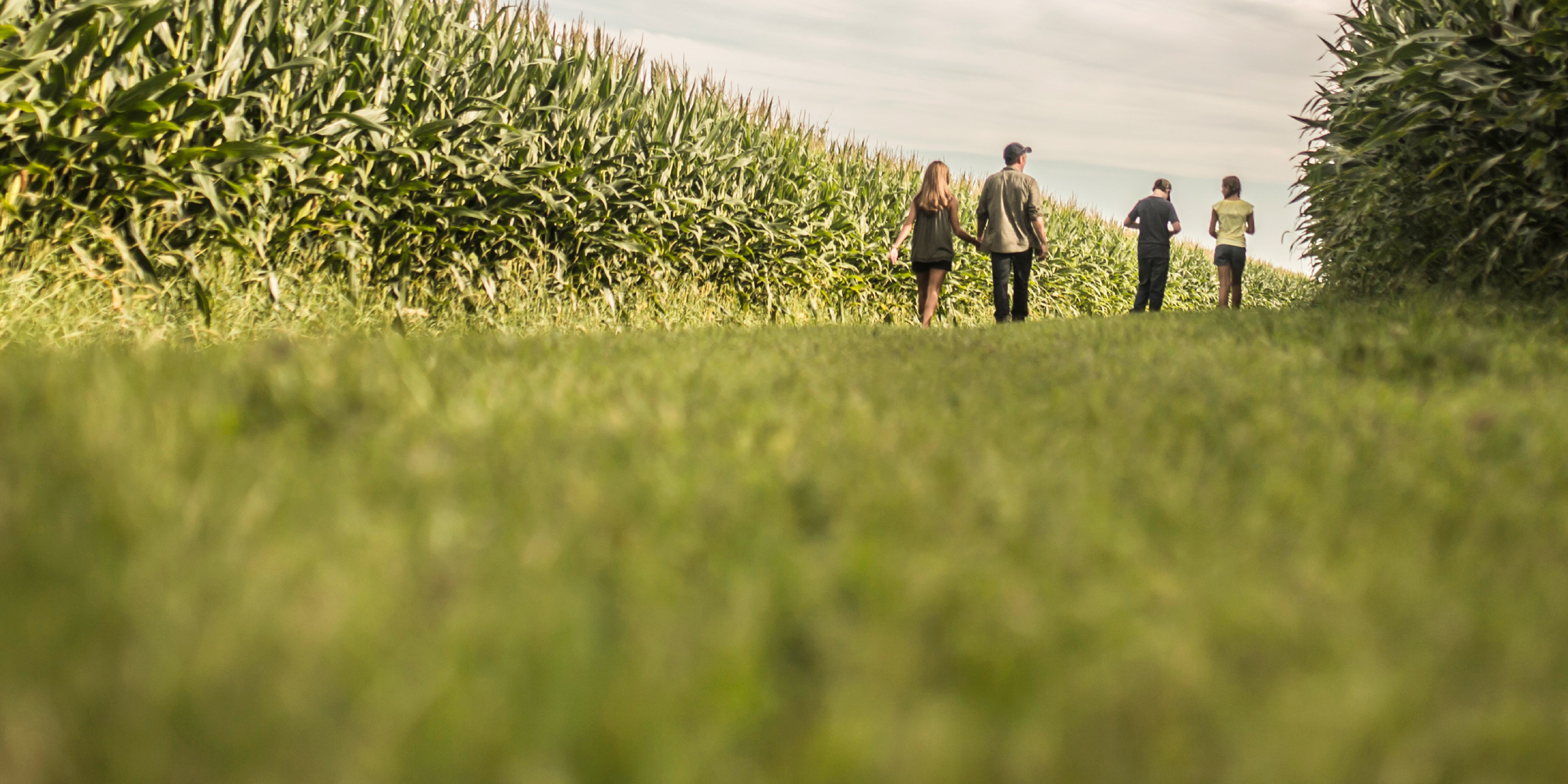 Four people walking through a corn field