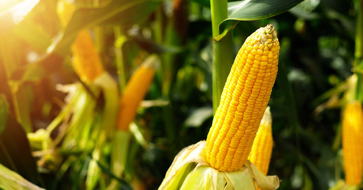 CADET HERBICIDE FMC Ag US