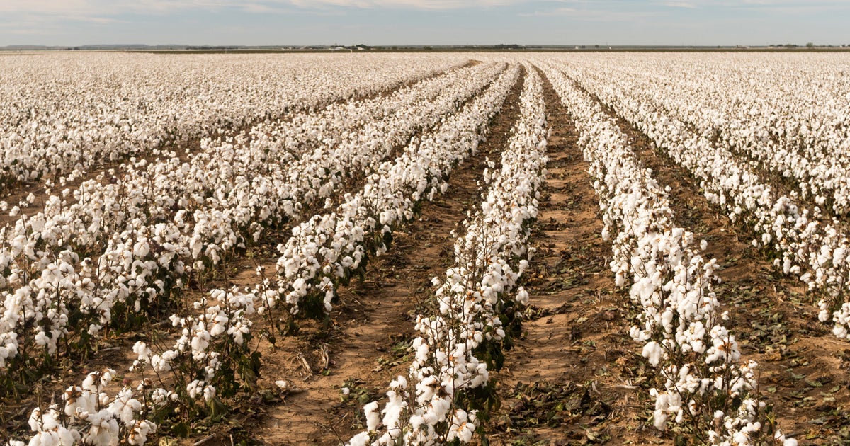AIMÂ® EC HERBICIDE | FMC Ag US