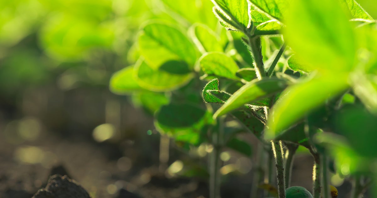 Authority Assist Herbicide Fmc Ag Us