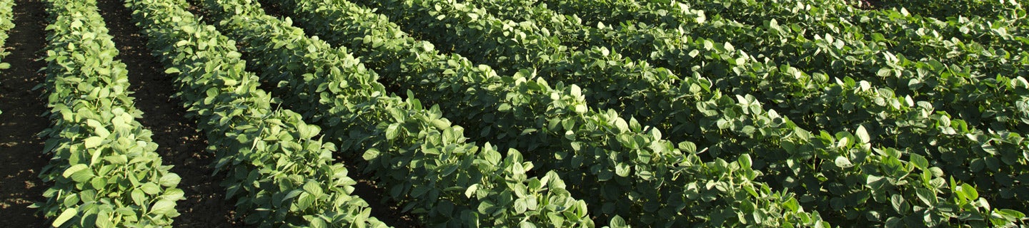 Media Alert Anthem Maxx And Authority Elite Herbicides Added To Engenia Herbicide Website As Tank Mix Partners Fmc Ag Us