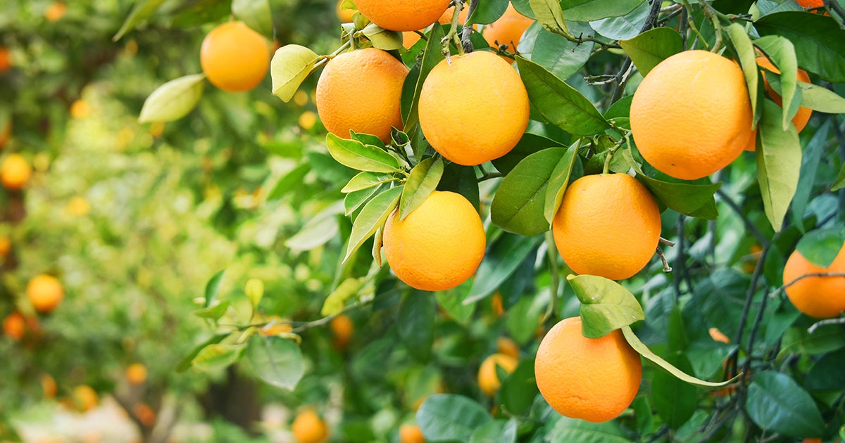 Citrus FMC Ag US
