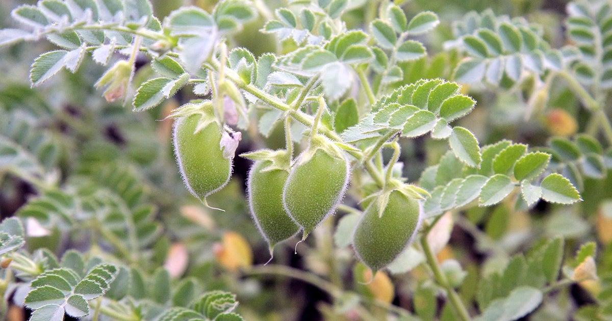 Pulse Crops FMC Ag US