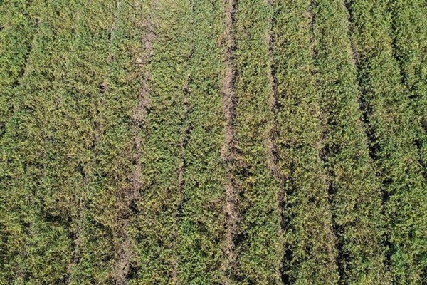 FMC Peanut Portfolio | FMC Ag US