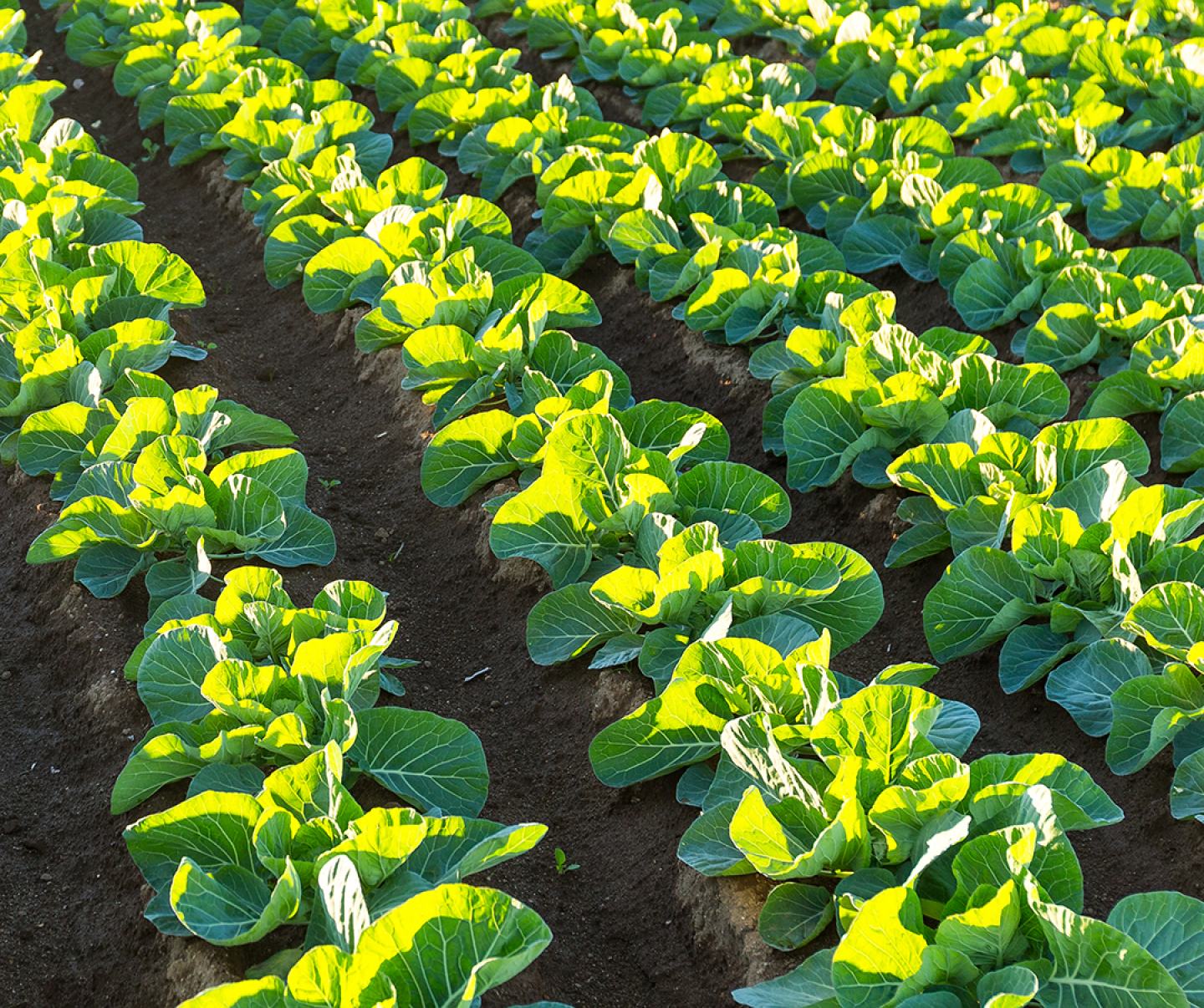 Lettuce leaf crops