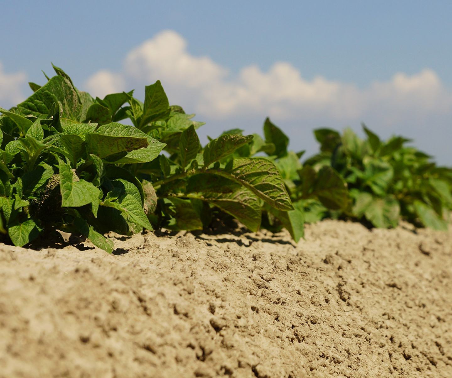 Potato plant close up