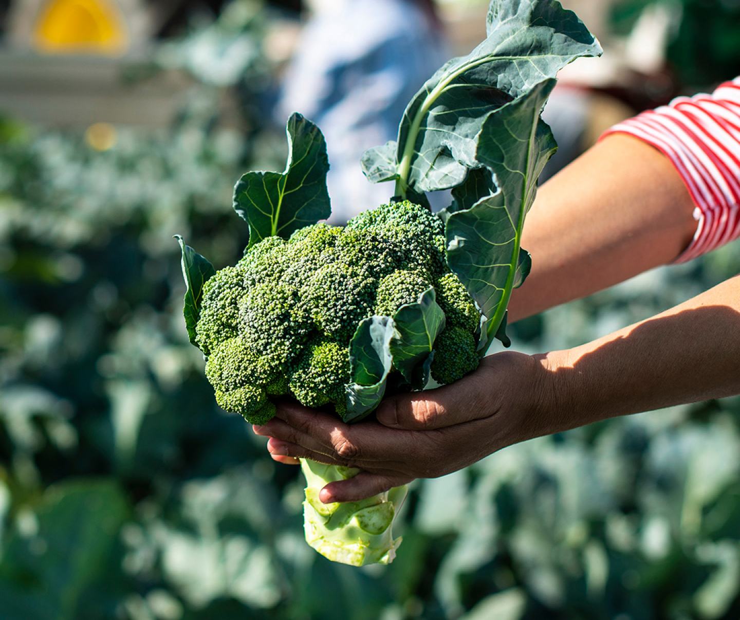 Person holding broccoli