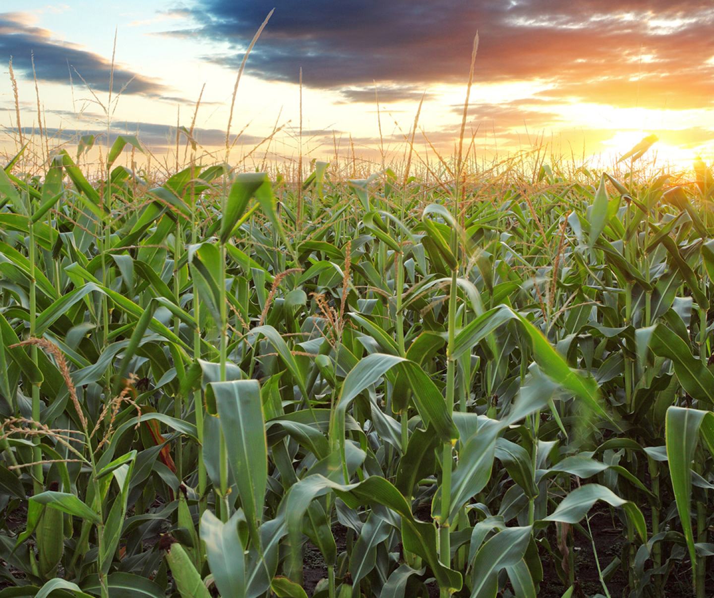 Corn field