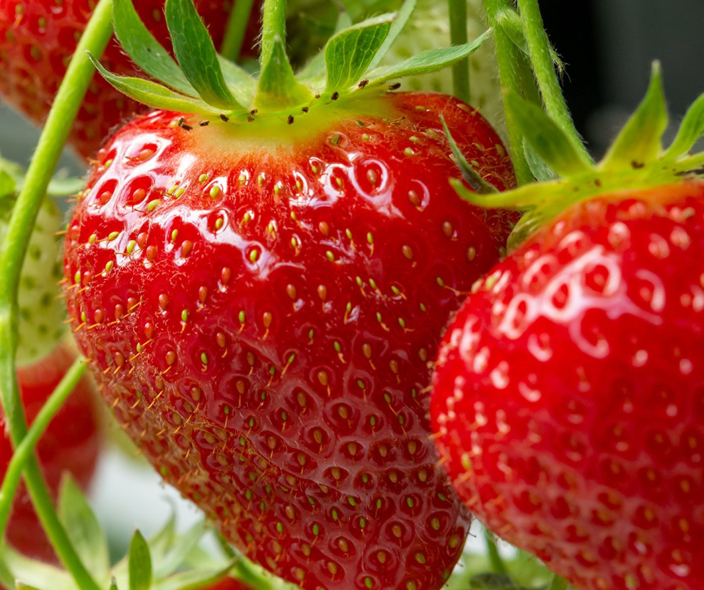 Close up of strawberries