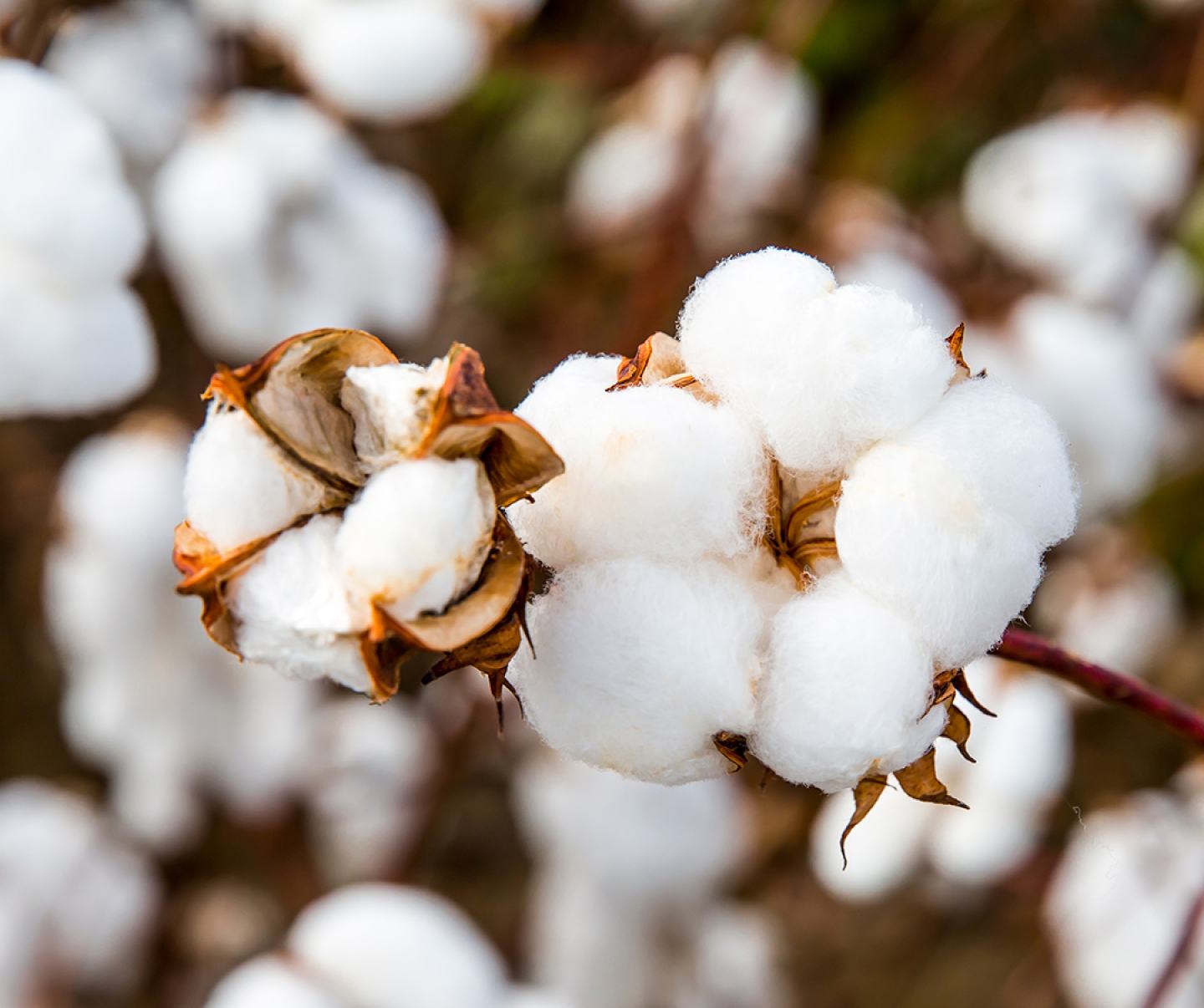 Close up of cotton bloom