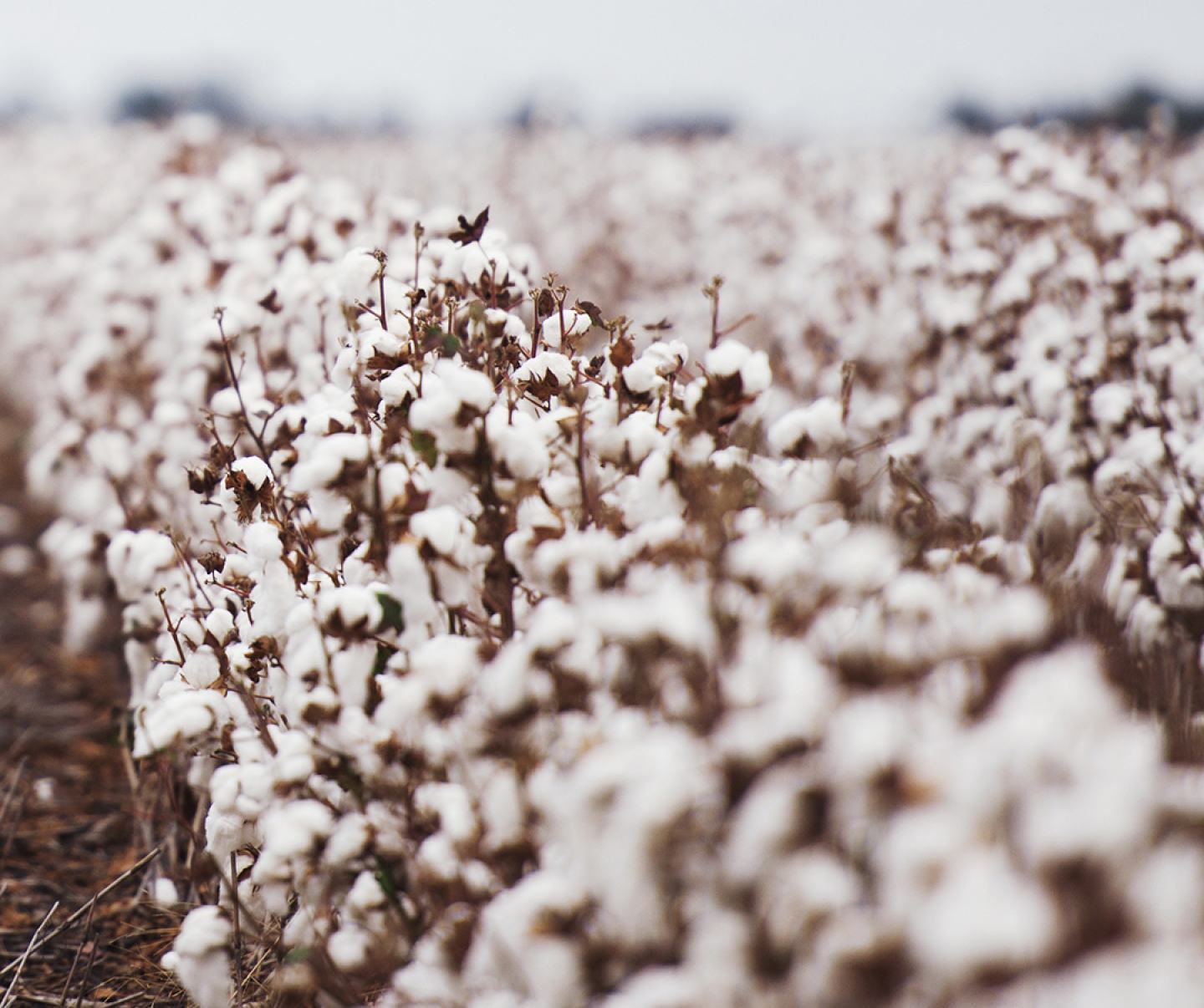 Cotton field