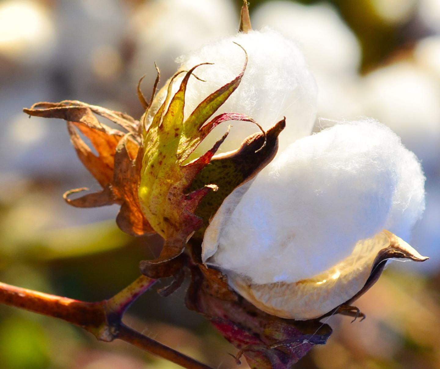 Close up of cotton crop