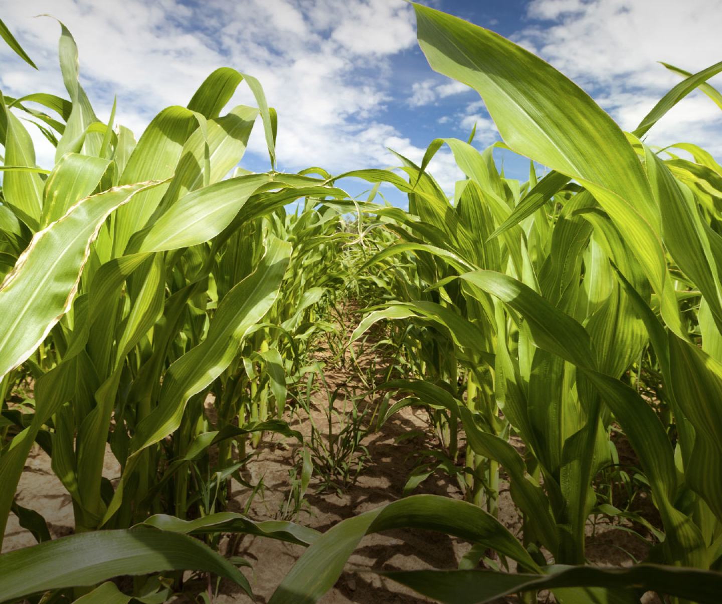 young corn image