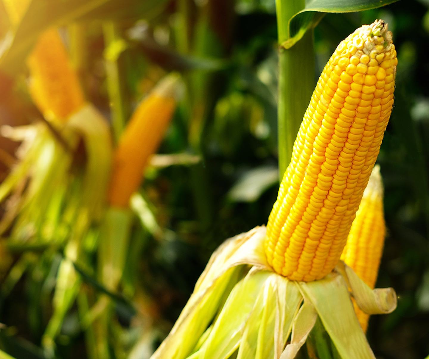 Close up of corn crop