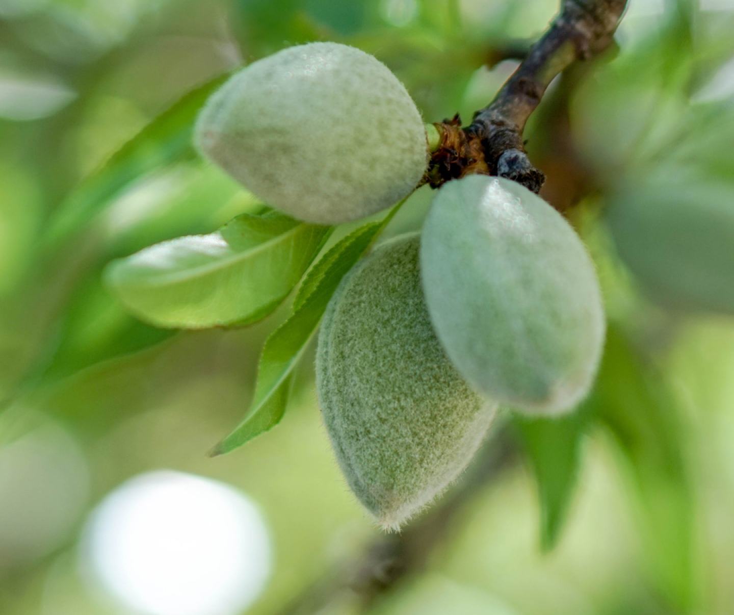 Close up of almond crop