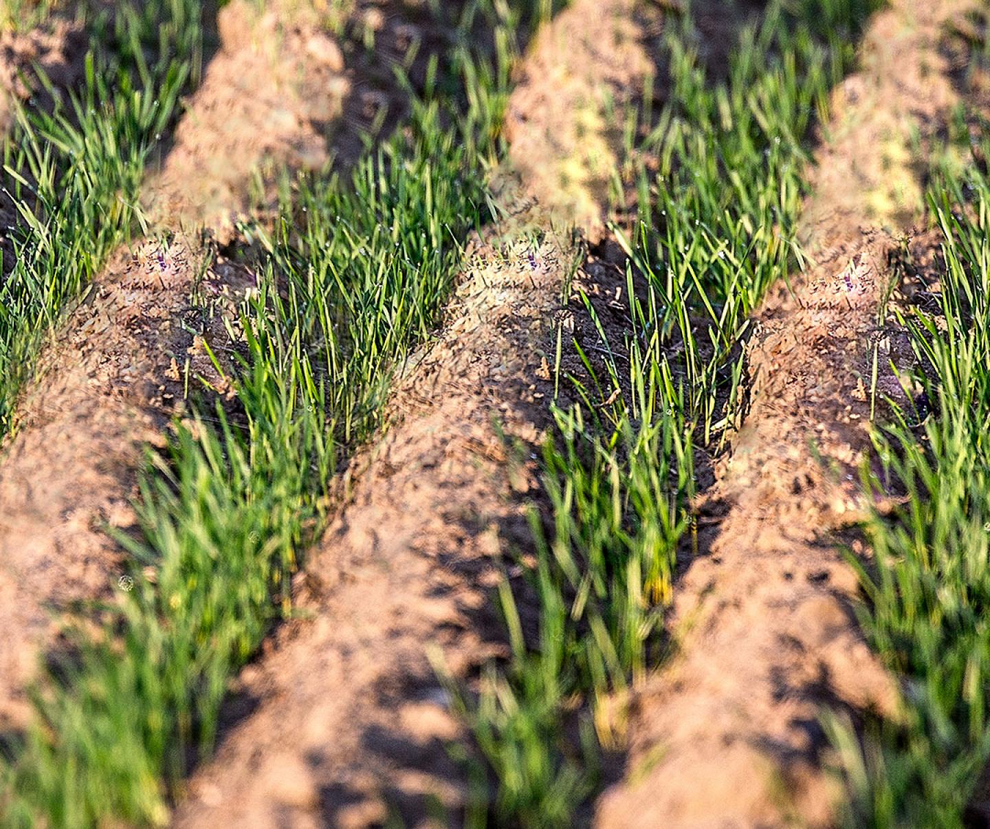 Close up of winter wheat