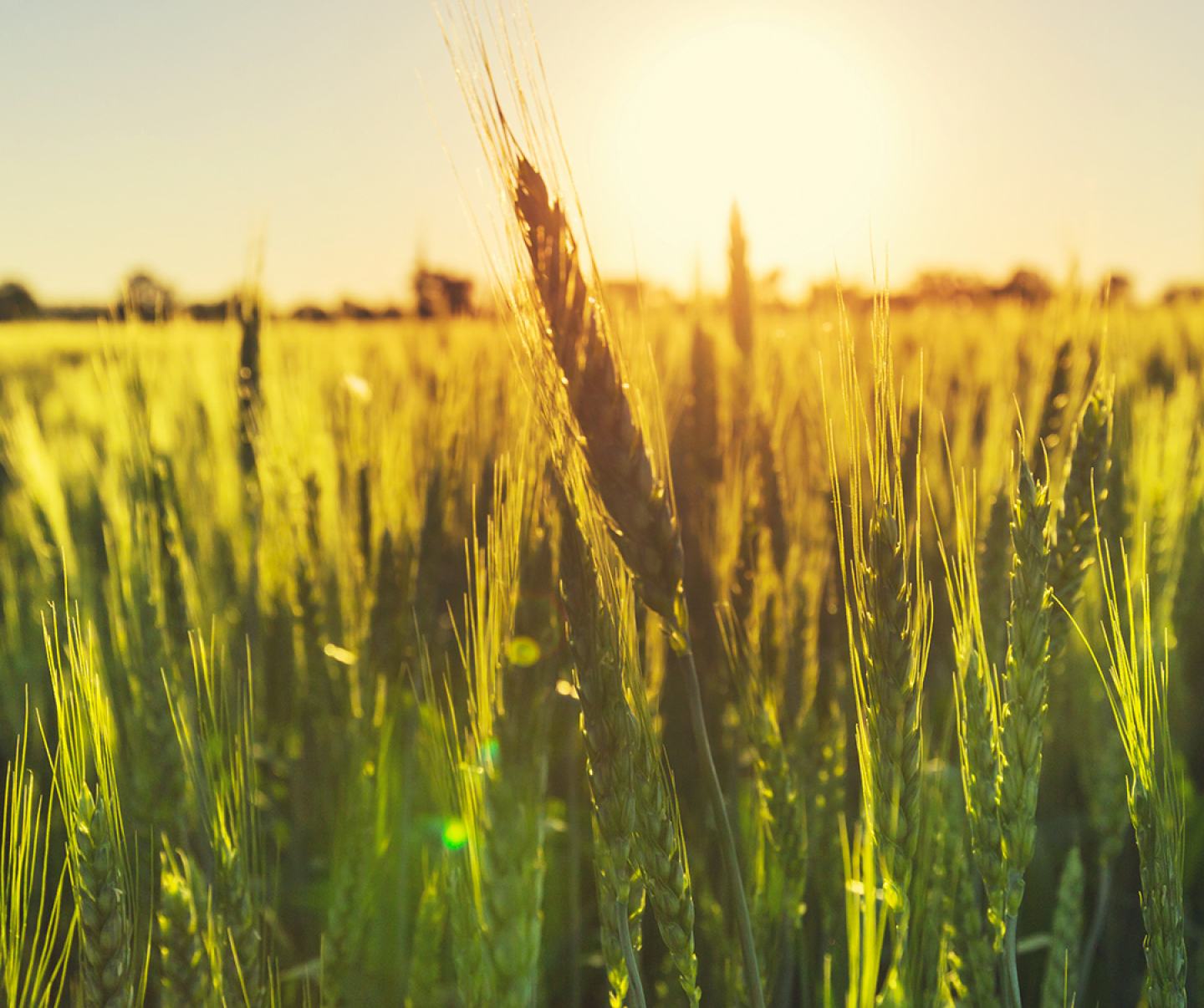 Close up of wheat