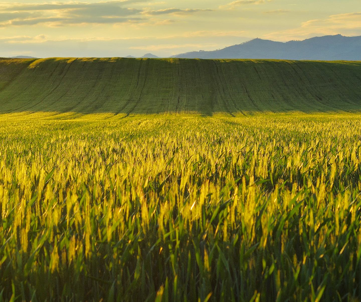 Wheat field