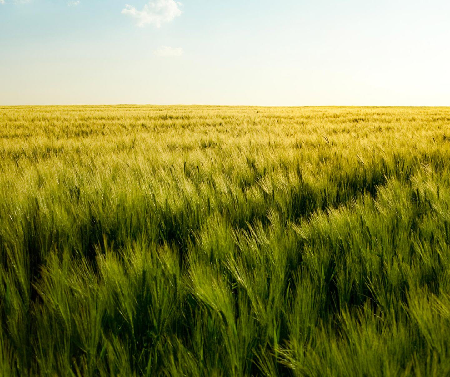 Wheat field