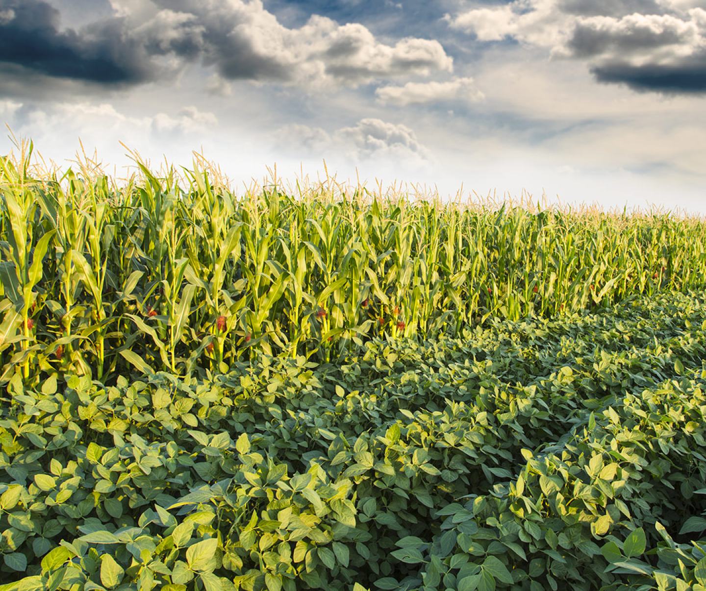 Corn and soybean field