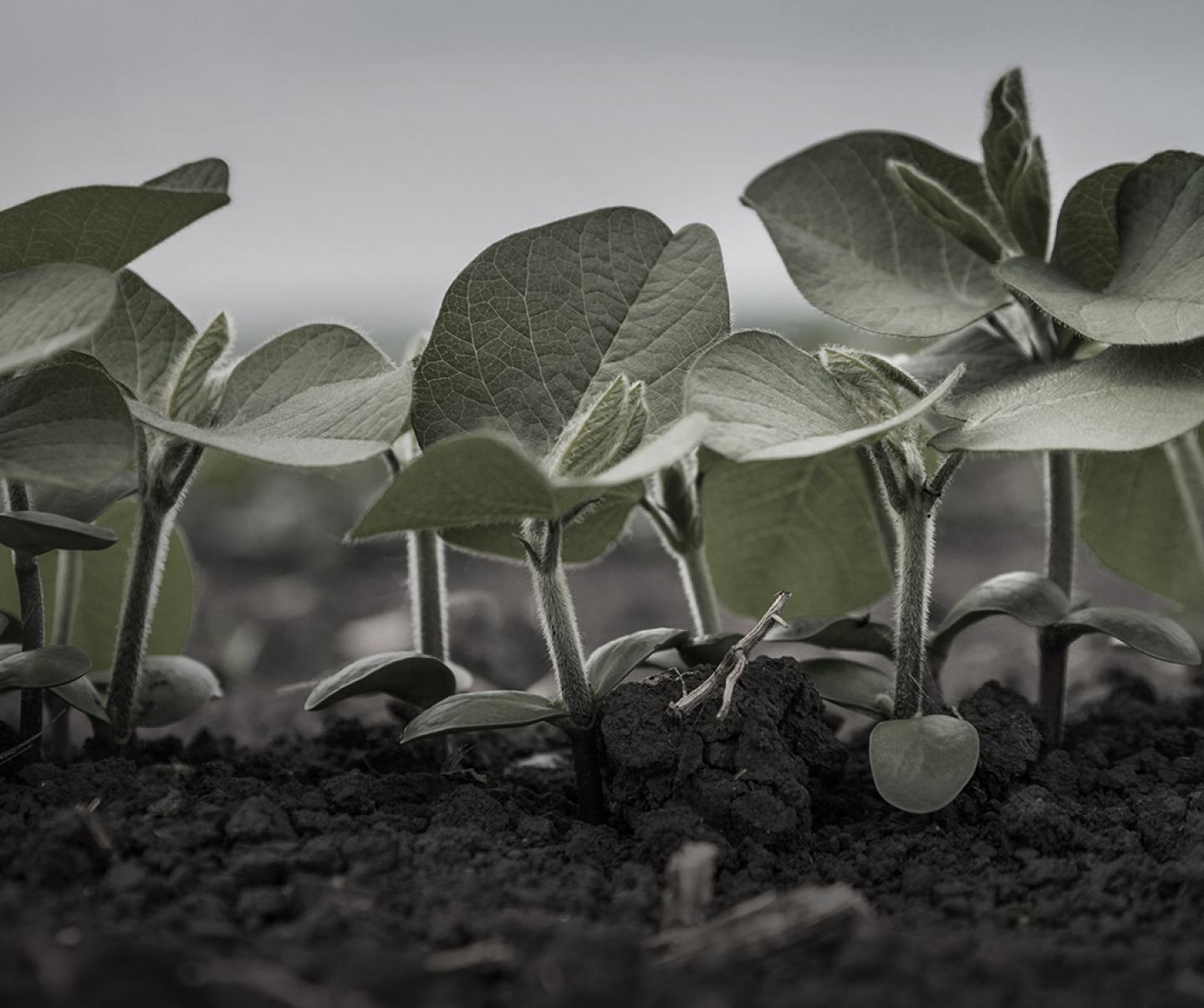 Close up of young soybean plants
