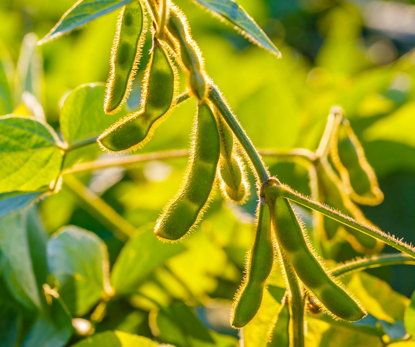 Close up of soybean pods