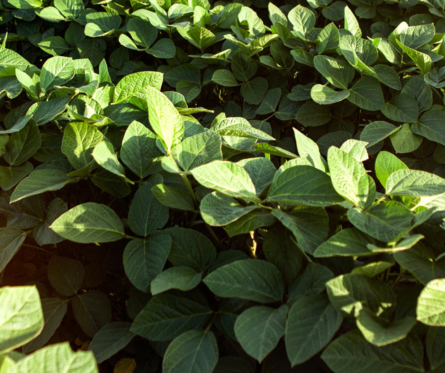 Aerial image of soybean rows