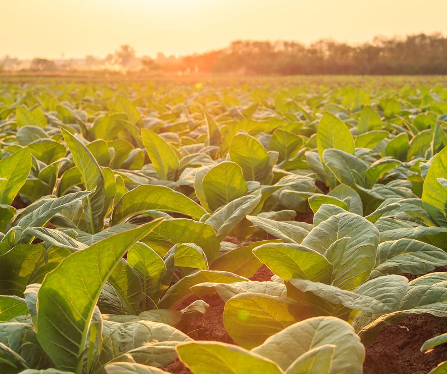Tobacco field at sunset