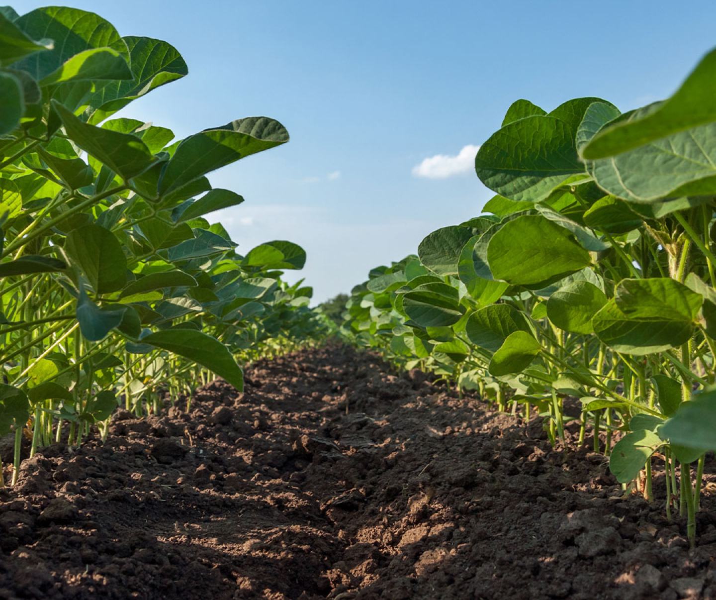 Close up of soybean row