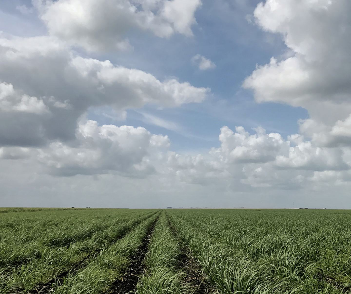 Sugar cane field