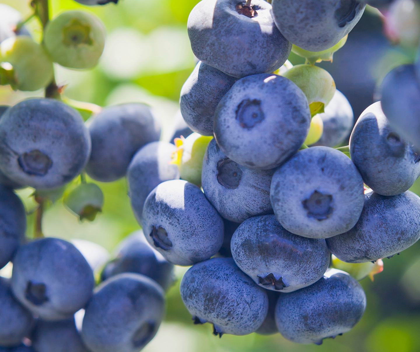 Close up of blueberry crop