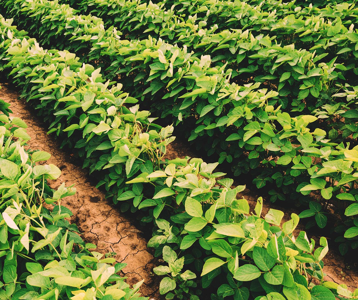 Soybean Field Elevest Insect control