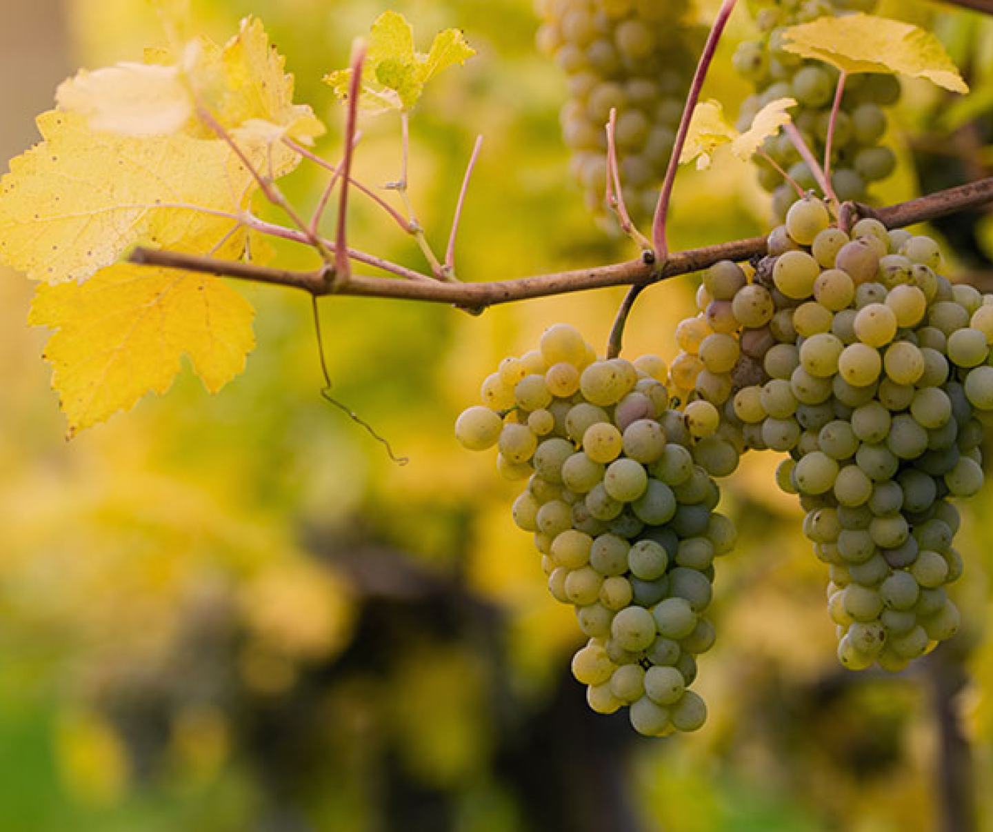 Vineyard FMC Fungicides