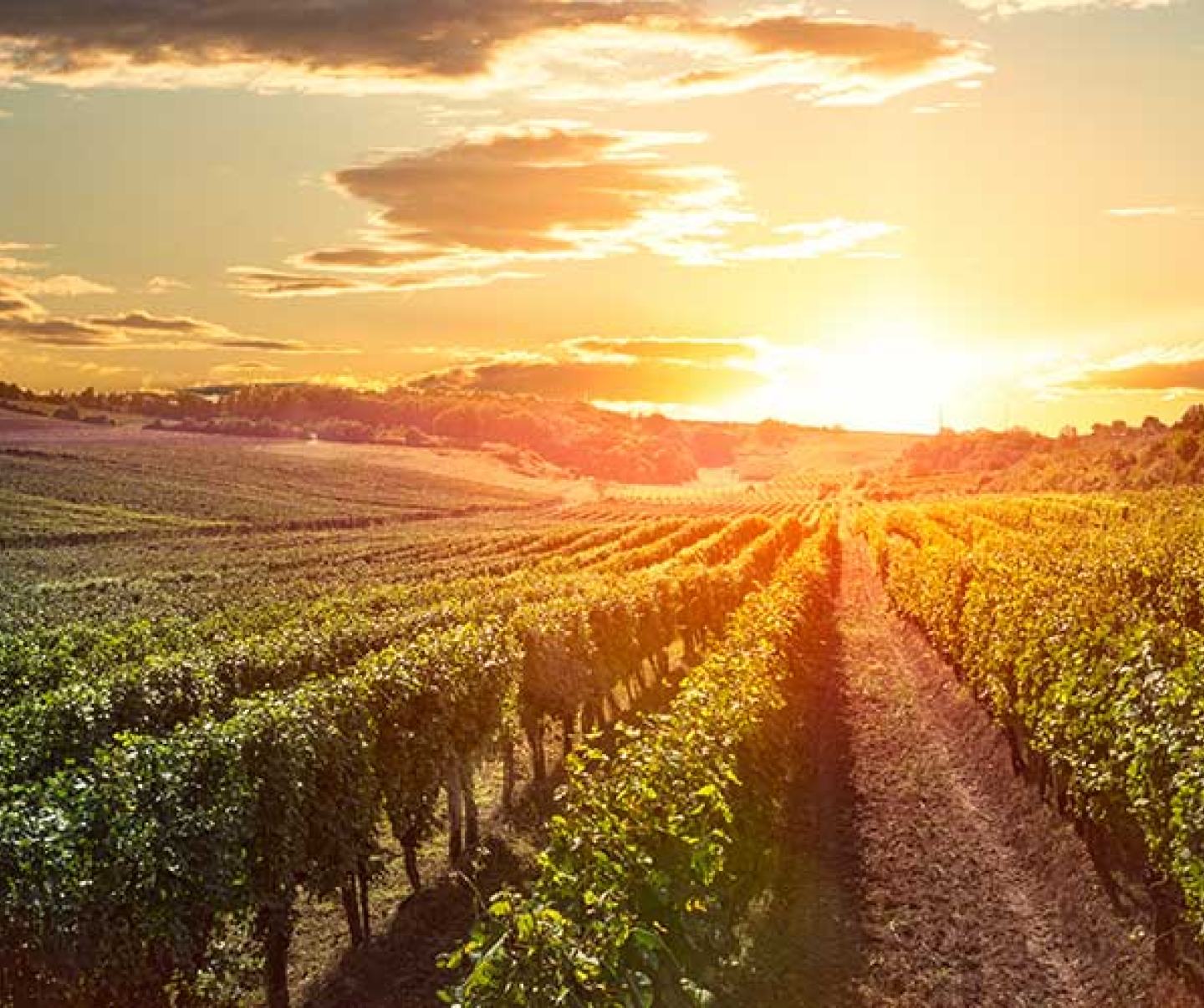 Vineyard