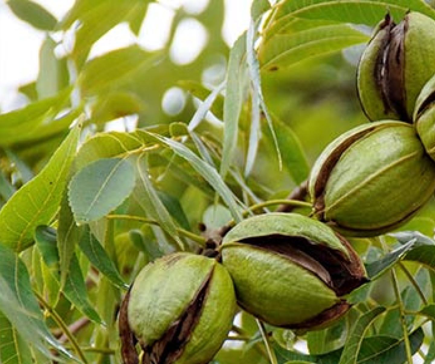 Pecans