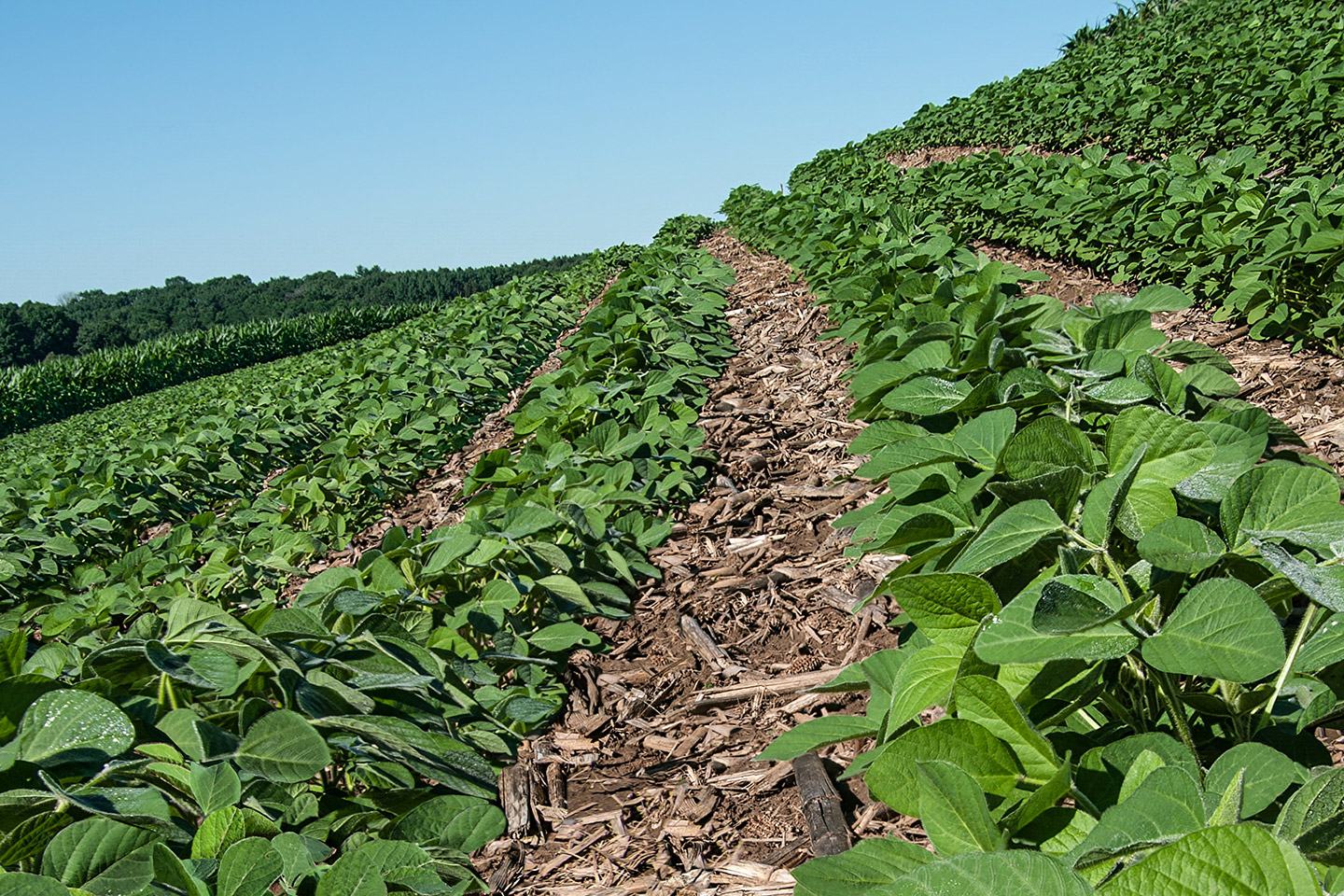 soybean field