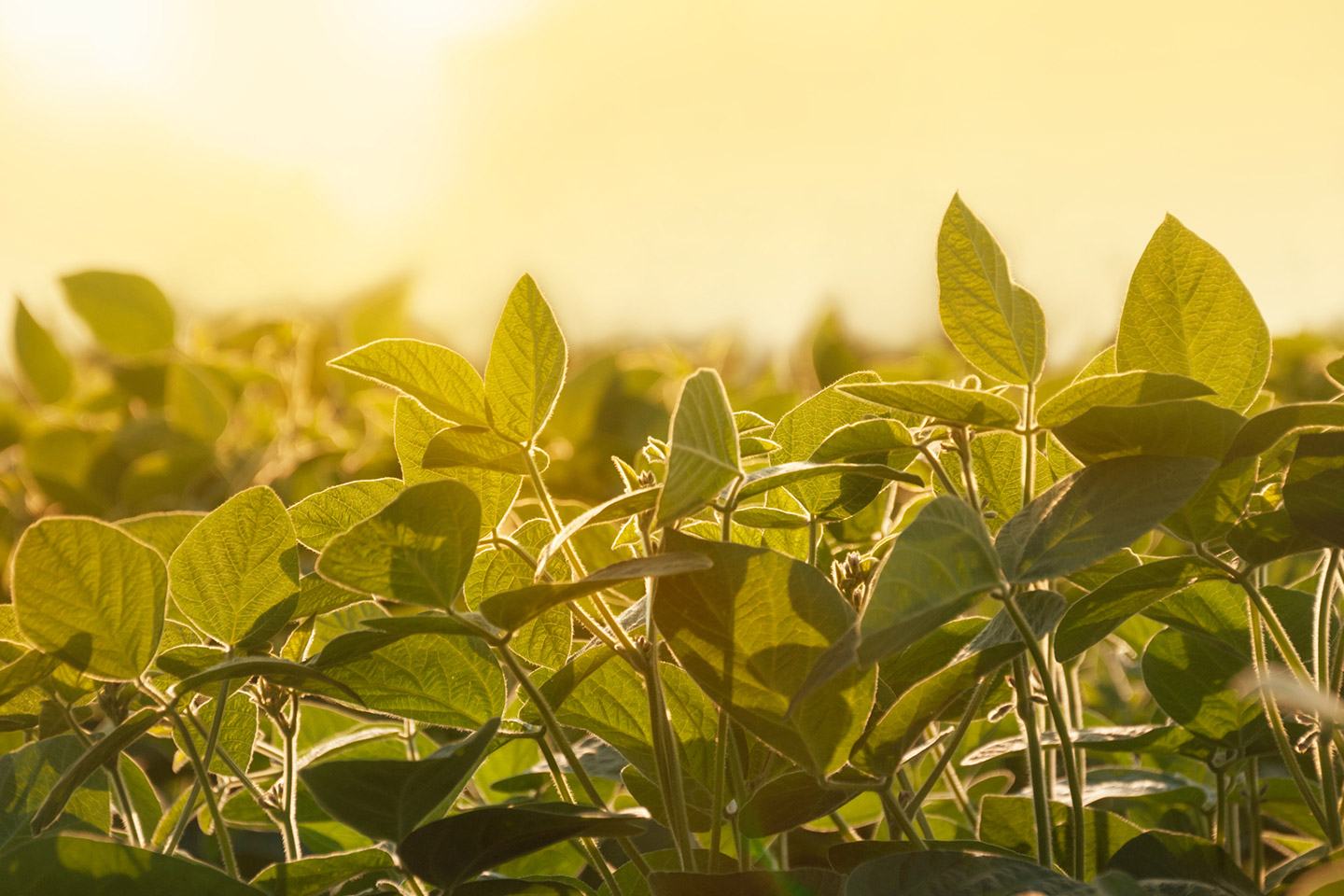 Soybean field