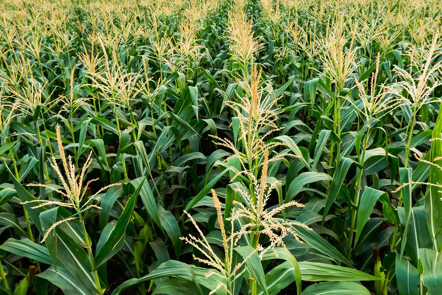 corn field
