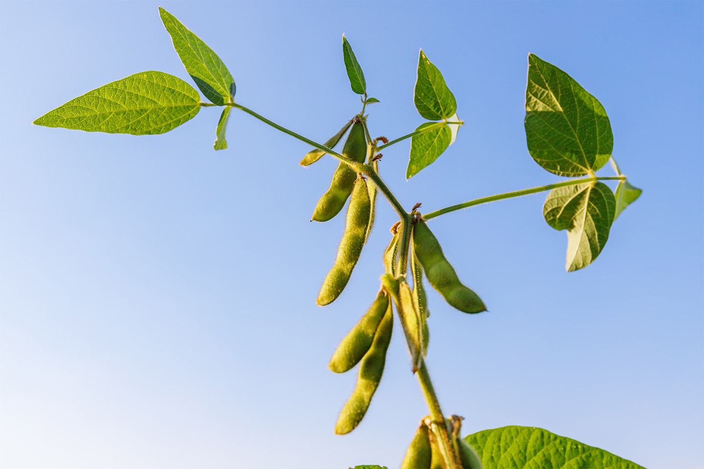 Soybean plant with sky