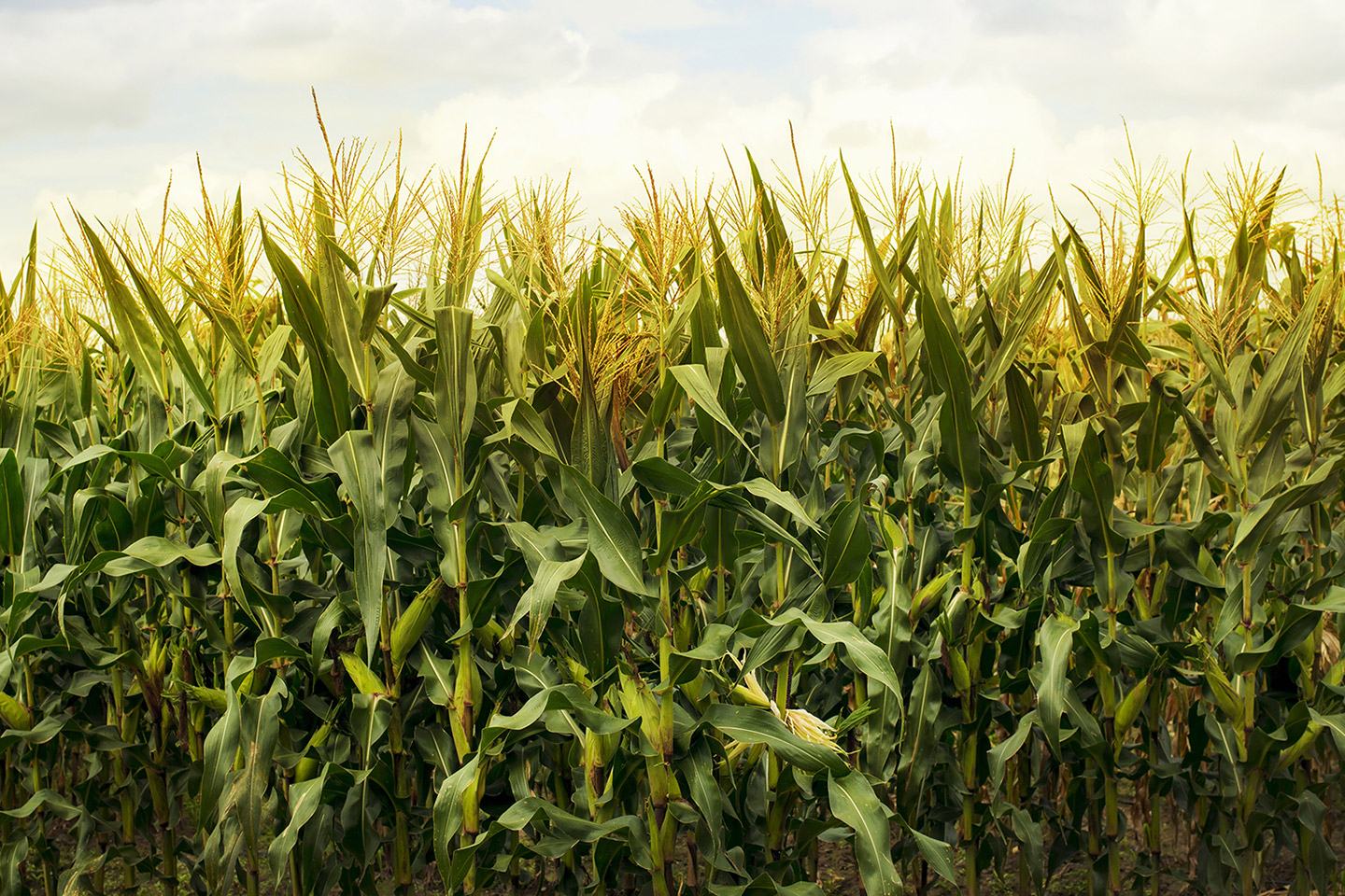 corn field